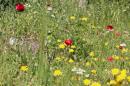 Filopappos Hill - spring flowers in abundance on April Fool